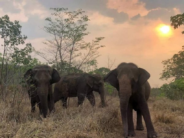 Un incendio forestal se aproxima al Santuario de Elefantes de Brasil
