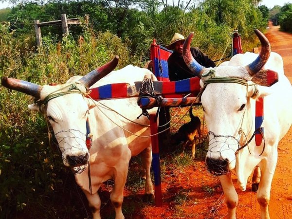 Pintó los cuernos de sus toros en ROJO Y AZUL
