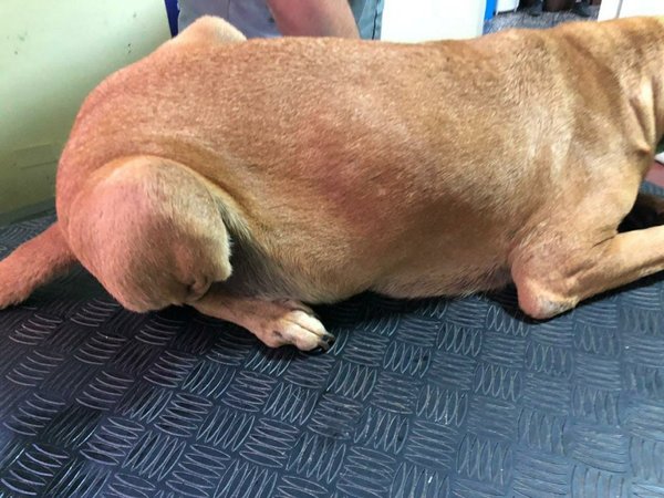 Rescatan a perra que habría sido víctima de zoofilia