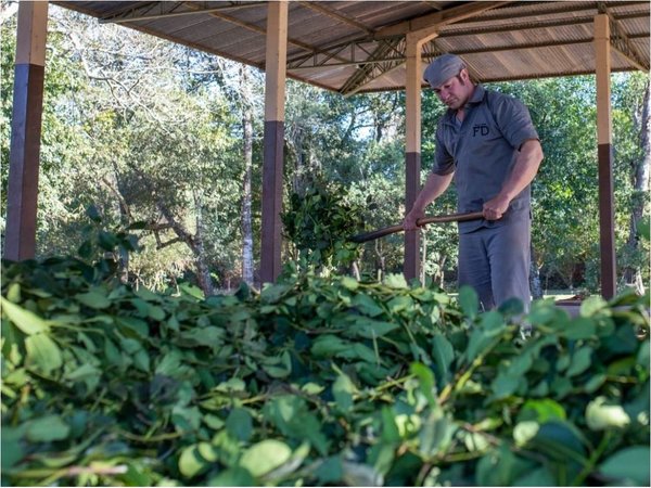 Una yerba orgánica con diversas propiedades