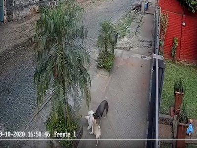 Pide que vecinos paguen el tratamiento de su perro atacado en la calle