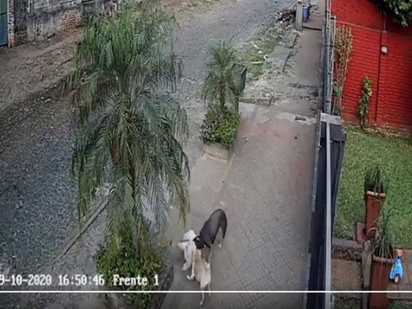 Pide que vecinos paguen el tratamiento de su perro atacado en la calle