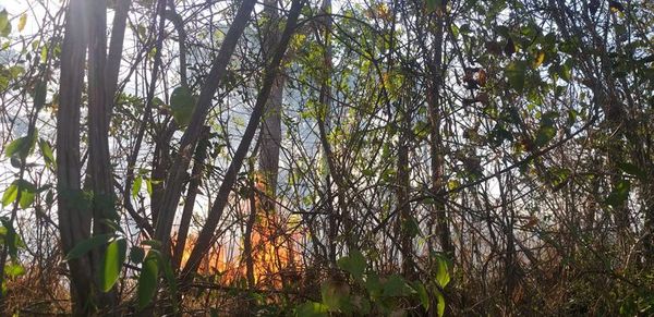 Reportan incendio en serranías de Altos - Nacionales - ABC Color