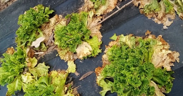 La Nación / Agricultores piden ayuda para construir pozo de agua