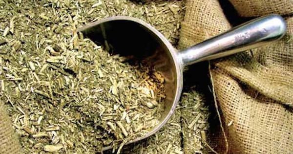 La Nación / Día Nacional de la Yerba Mate: un producto de 23 destinos