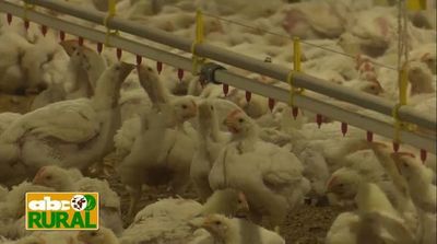 Abc Rural: Automatización de galpones con ambiente controlado para aves - ABC Rural - ABC Color