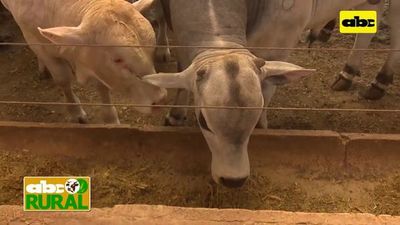 Abc Rural: Preocupa no poder enviar vacas y vaquillas IATF a Europa - ABC Rural - ABC Color