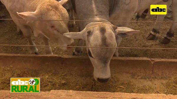 Abc Rural: Preocupa no poder enviar vacas y vaquillas IATF a Europa - ABC Rural - ABC Color