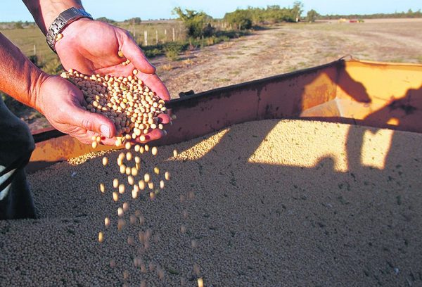 El precio de la soja mantiene tendencia alcista, en Paraguay cotiza US$ 370 por tonelada