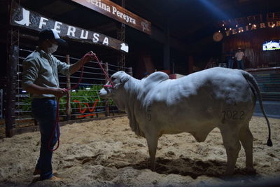 ¡Valor histórico! Vaquilla preñada de Goya se vendió el 50% en Gs. 189 millones