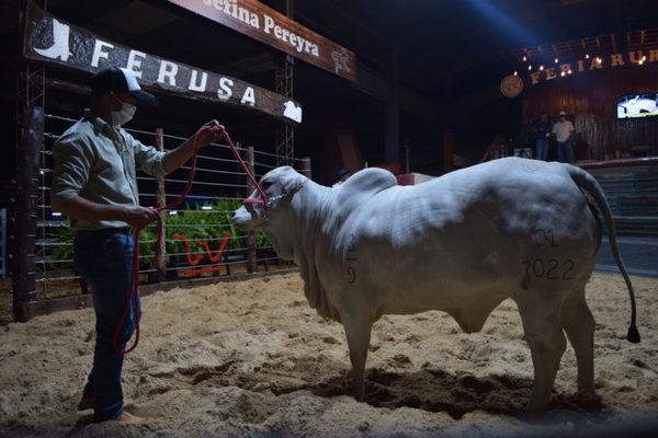 ¡Valor histórico! Vaquilla preñada de Goya se vendió el 50% en Gs. 189 millones