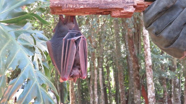 Crónica / Bati-campaña: ¡Salvemos a Batman!