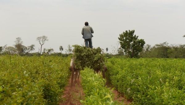 Aromatizando al mundo: Paraguay, líder en producción y exportación de petitgrain (la dulce esencia llega a los 5 continentes)