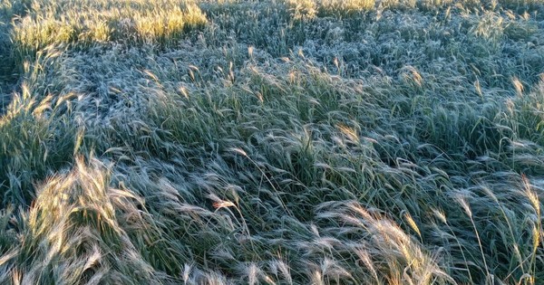 La Nación / Heladas afectan fuerte a los cultivos de arroz, tabaco y las hortalizas