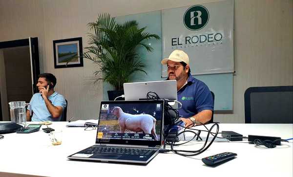 Hoy lunes, El Rodeo remata online reproductores ovinos Dorper y Santa Inés