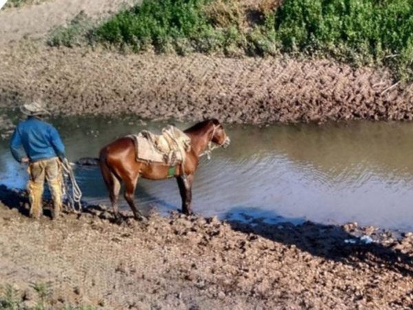 Pequeños ganaderos del Pilcomayo sufren pérdidas por la cruda sequía