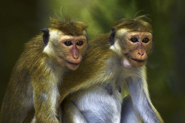 Estudio alerta de la amenaza sobre especies raras y su papel ecológico clave - Ciencia - ABC Color