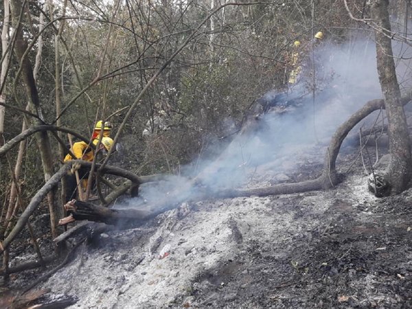 Hubo importantes incendios forestales este fin de semana