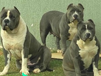 Hombre mata a tiros a dos perros que habrían ingresado a su casa