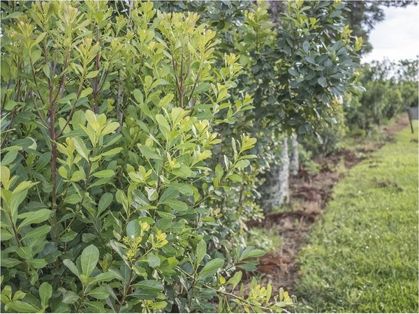 Las leyendas alrededor de la yerba mate