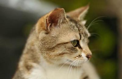 La espantosa 'ilusión óptica' que crea la foto de un inocente de un gato - SNT