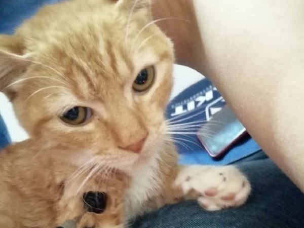 Vende pan dulce para pagar la cirugía de su gatito
