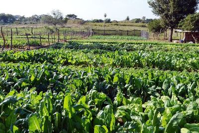 Programa de seguridad alimentaria se ejecutará en el departamento de Caazapá - Nacionales - ABC Color