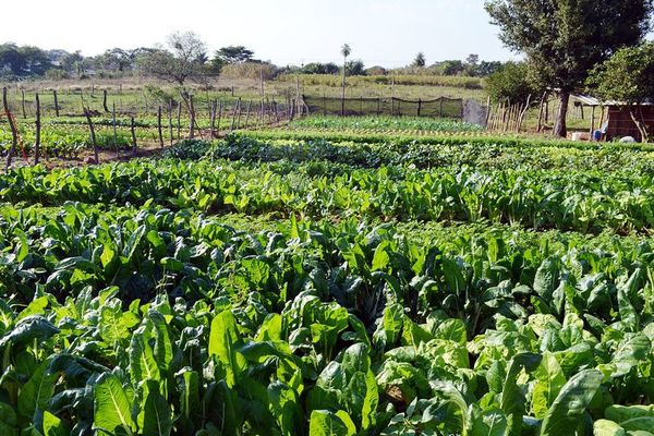 Programa de seguridad alimentaria se ejecutará en el departamento de Caazapá - Nacionales - ABC Color