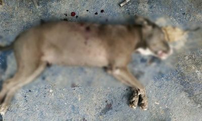 Hombre mata a tiros a dos perros de la raza pit monster