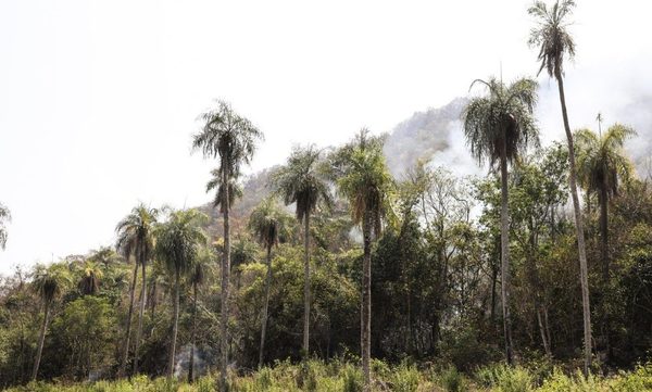 Trabajan en sofocar incendios en el Cerro Aquino de Caacupé