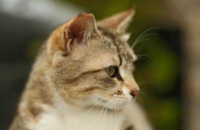 La espantosa 'ilusión óptica' que crea la foto de un inocente de un gato - C9N