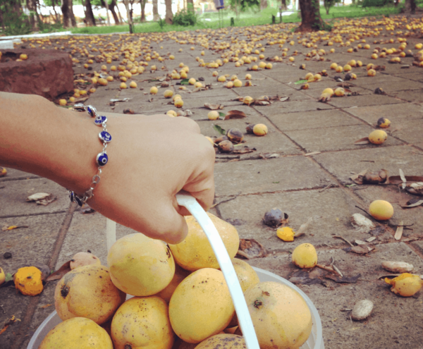 Lanzan campaña de recolección de mangos en CDE