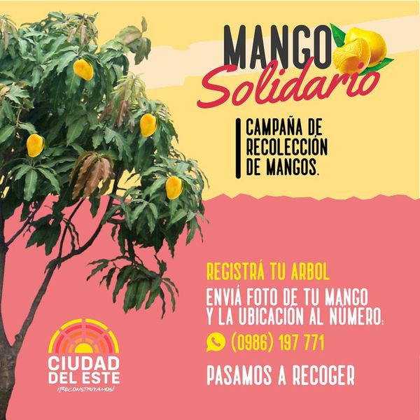 En CDE podés registrar tus árboles de mango para donar sus frutas - ABC en el Este - ABC Color