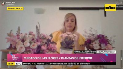 Cuidado de flores y plantas de interior - Ensiestados - ABC Color