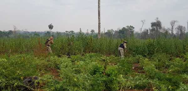 Destruyen plantaciones de marihuana en Bella Vista - Noticiero Paraguay