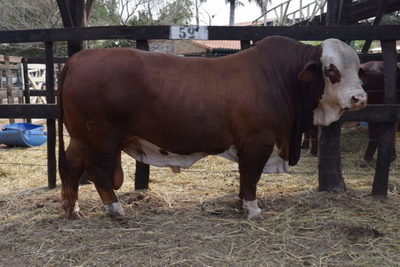 El Rodeo vende el miércoles genética de tradición de Cobaner, Fortaleza y La Bellaca