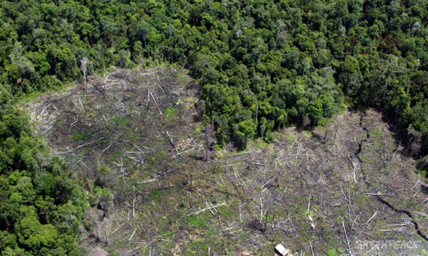 Proponen ley de «deforestación cero» indefinida en la Región Oriental