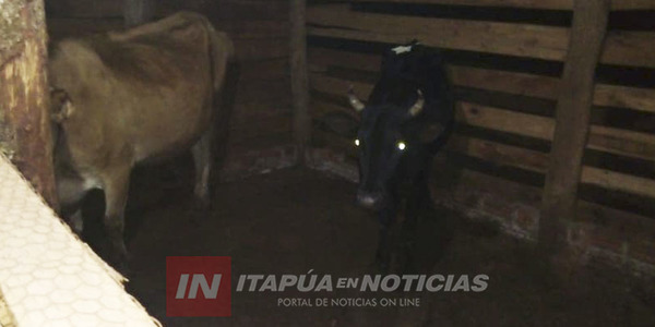 POLICÍAS ANTIABIGEATO LOGRARON RECUPERAR VACAS LECHERAS HURTADAS EN ENCARNACIÓN.  