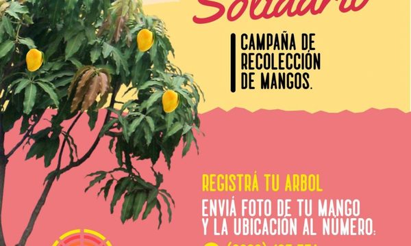 Inician campaña de registro de árboles de mango para donar sus frutas