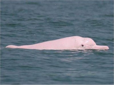 Los delfines rosados vuelven a Hong Kong por las restricciones del Covid