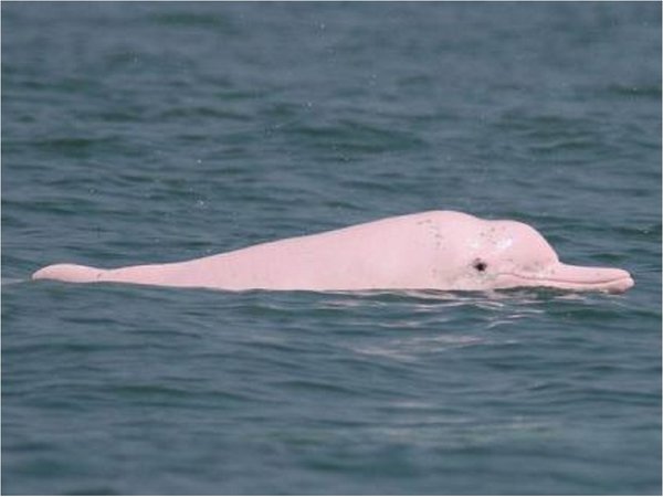Los delfines rosados vuelven a Hong Kong por las restricciones del Covid