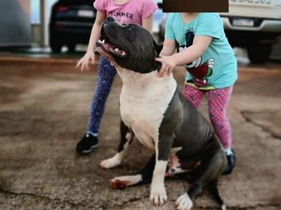 Vecino mató a tiros a dos perros de raza