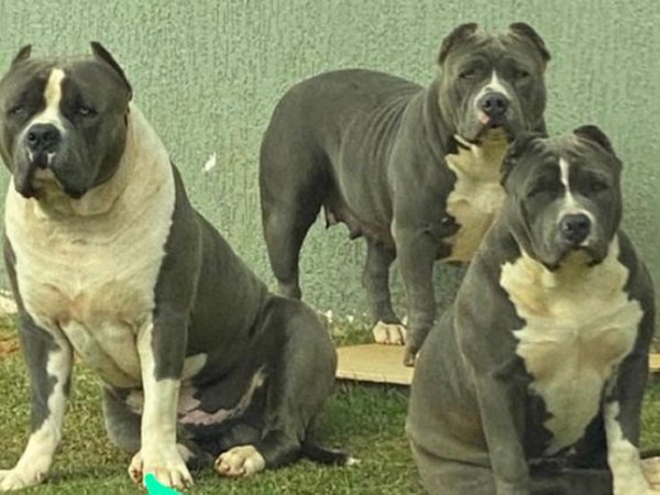 Propietario de perros baleados exige que le devuelvan los cuerpos
