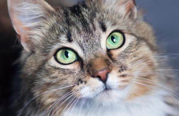 ¿Tu gato no te presta atención? Descubren la expresión facial correcta para comunicarse con los felinos - SNT
