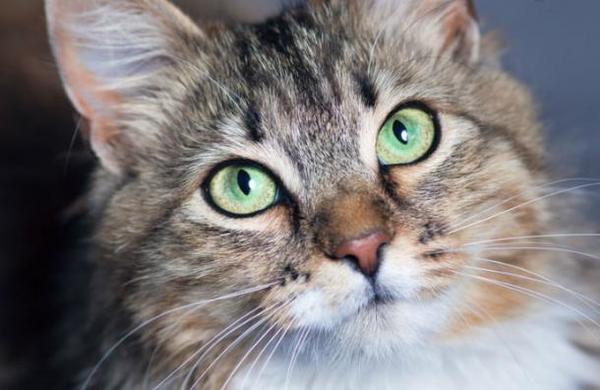 ¿Tu gato no te presta atención? Descubren la expresión facial correcta para comunicarse con los felinos - C9N