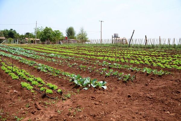 Veinte familias producen alimentos mediante huerta comunitaria en Ciudad del Este - ABC en el Este - ABC Color