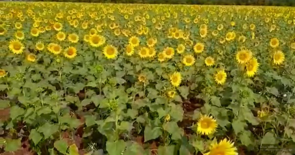 La Nación / “Ya dejen de mentir, el monocultivo de soja no existe”
