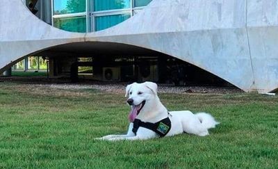 Un café que permite la presencia de perros abre sus puertas en Arabia Saudita - Mascotas - ABC Color