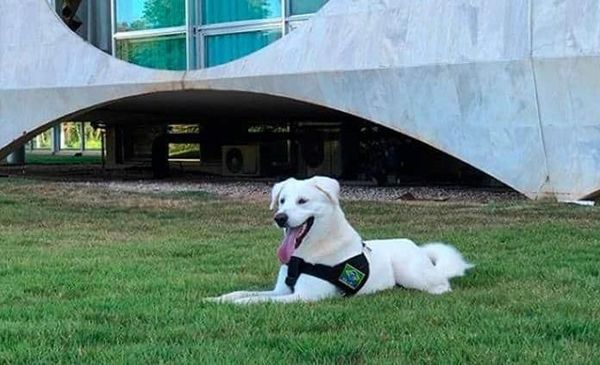 Un café que permite la presencia de perros abre sus puertas en Arabia Saudita - Mascotas - ABC Color