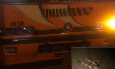 Bus choca y mata a una vaca